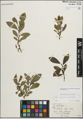 Foto von Salix myrsinifolia Salisb. x Salix phylicifolia L.